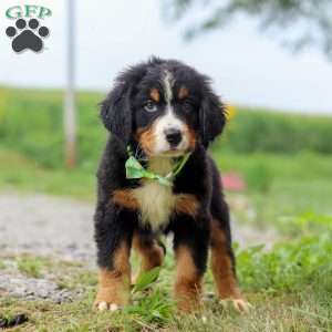 Oliver, Bernese Mountain Dog Puppy